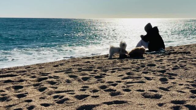 Two Small Adorable Dogs Playing on Beach Next to Sitting Person Silhouette &ndash; Bright Sunny Day