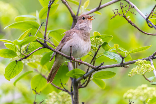Thrush Nightingale, Luscinia luscinia. A bird sits on a tree branch and sings