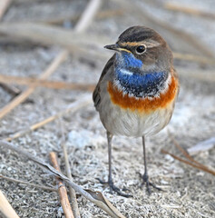 A beautiful blue-breasted nightingale posing
