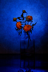 Still life with roses on a blue background