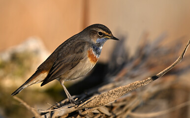 A beautiful blue-breasted nightingale posing