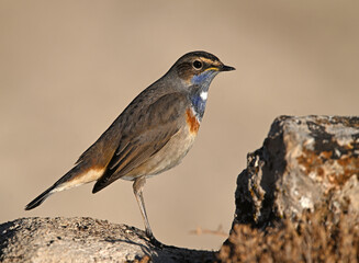 A beautiful blue-breasted nightingale posing