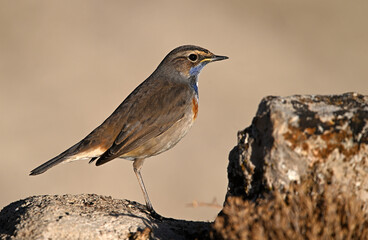 A beautiful blue-breasted nightingale posing
