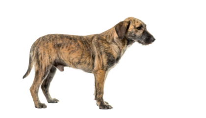 Brindle mongrel dog standing looking forward on transparent background