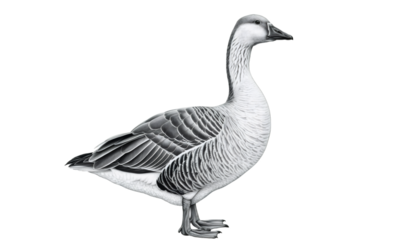 Goose bird black white drawing illustration transparent