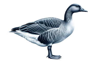 Goose standing with blue and white plumage on transparent background