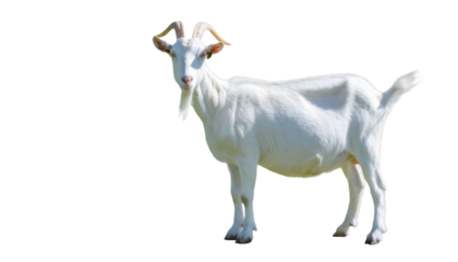 White domestic goat standing looking at camera