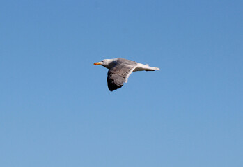Obraz premium the flight of a seagull in the heavenly heights