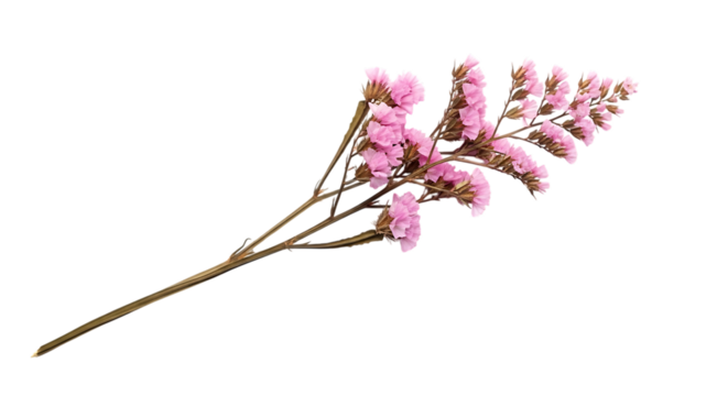 Delicate Pink Statice Flower Branch Against Black Background floral isolated on a transparent background