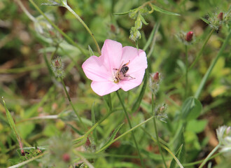 the bee found a source of delicious nectar