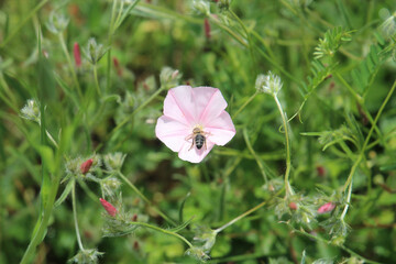 the bee found a source of delicious nectar