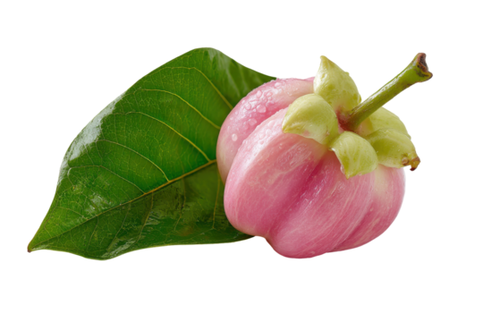 Ripe red ackee fruit with green leaf isolated on transparent background. Vibrant red ackee with green leaf isolated on white background.