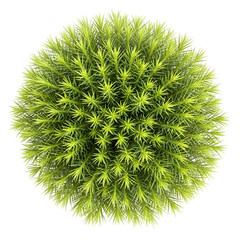 Top-down view of a spherical green plant