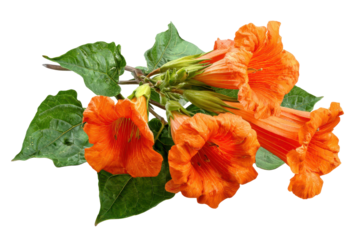 Vibrant orange trumpet vine flowers isolated on transparent background. Vibrant orange trumpet flowers bloom on lush green vine with isolated on white background.