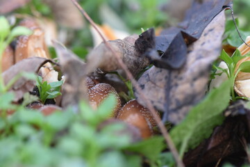 red mushrooms on green  grass in the garden, closeup of photo
