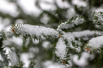 winter snow on fir tree branch