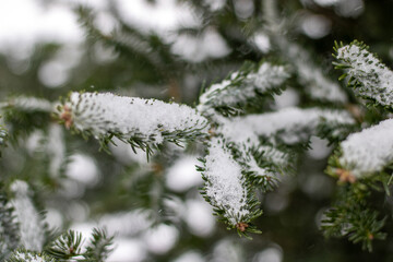 snow covered pine tree