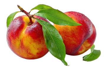 Ripe nectarine with green leaves isolated on transparent background. Vibrant nectarine with lush green leaves on isolated on white background.