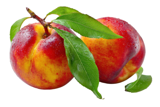 Ripe nectarine with green leaves isolated on transparent background. Vibrant nectarine with lush green leaves on isolated on white background.