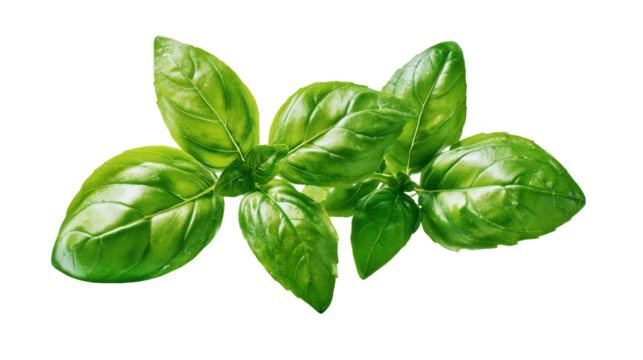 green basil on a transparent background