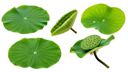 Beautiful Green Lotus Leaves and Seed Pod Collection Isolated on Black Background