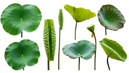 Various fresh green lotus leaves and seed pod on black background
