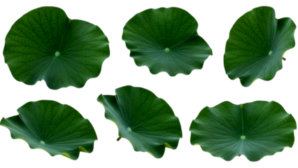 Multiple vibrant green lotus leaves isolated on a black background