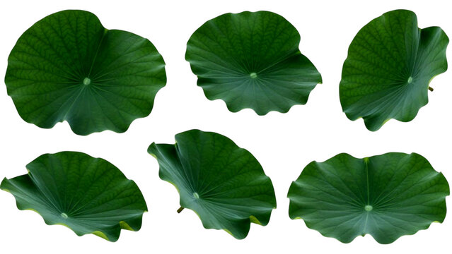 Multiple vibrant green lotus leaves isolated on a black background