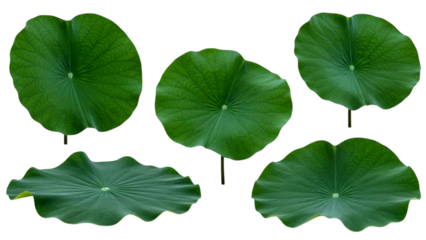 Five vibrant green lotus leaves isolated on black background cutout