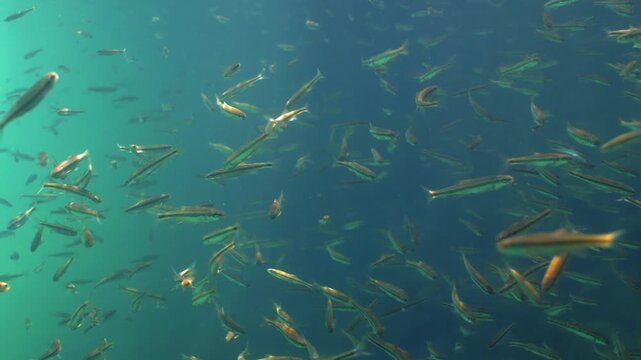 Dense school of common minnow fish swimming in clear water