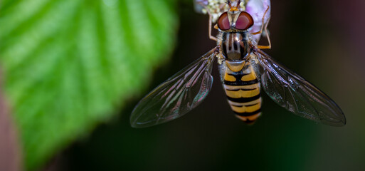 Marmeladenschwebfliege (Episyrphus balteatus)
