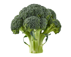 Fresh broccoli head isolated on transparent background