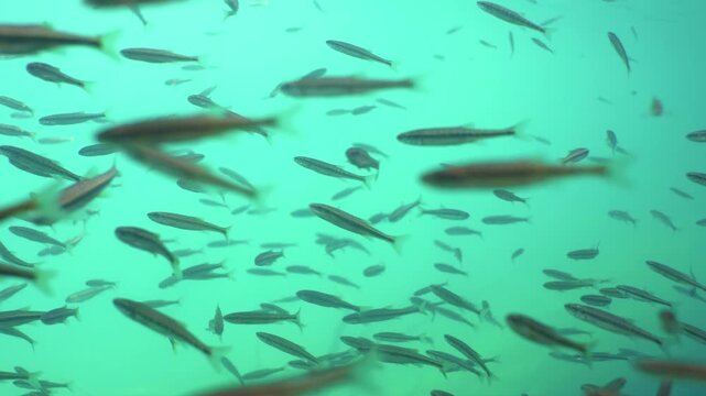Dense school of common minnow fish swimming in clear water