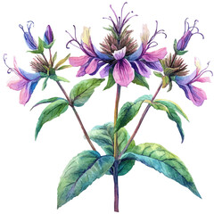 Bee Balm Flower, watercolor clipart vector, isolated on a white background.