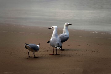 Silver Gulls (Chroicocephalus novaehollandiae) on the Fingal Beach
