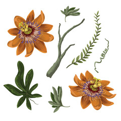 Passiflora tropical flower vector pattern with exotic leaves and jungle plants