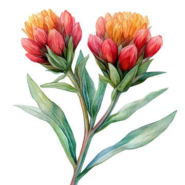watercolor of Gomphrena Flower, isolated on a white background.