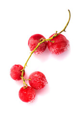 Branch of a frozen red currant on a white background