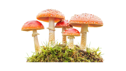 Red Mushrooms with White Spots isolated on a transparent background