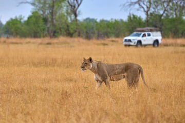 Self-drive safari scene: Lioness walking in tall grass in front of white self-drive safari vehicle in background, Moremi, Botswana