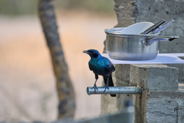 Iridescent glossy starling perches on water tube beside a camp pot at a bush kitchen in Botswana. Ideal for: safari tourism, camping ethics, outdoor lifestyle blogs, and conservation education.