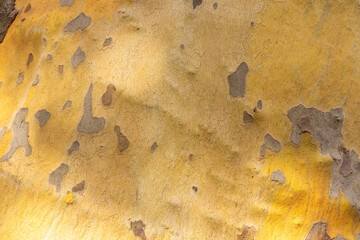 Platan, Platane, Platanus sycamore, plane tree trunk symbol. Texture made of Platan, Platane, sycamore, plane tree bark. Beautiful Platan tree trunk background. Conceptual image. Peaceful nature.