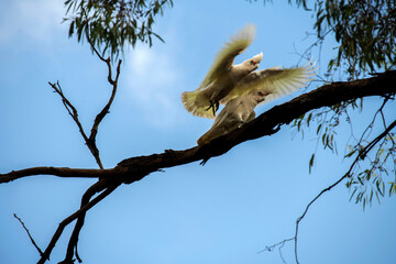 Two Little Corellas (Cacatua sanguinea)