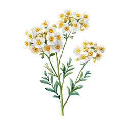 Achillea Flower, watercolor clipart vector, isolated on a white background.