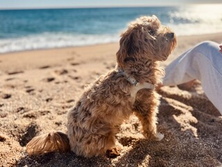 Attentive Dog Sitting in Front of the Sea – Calm Beach Moment