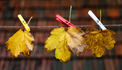 autumnal seasonal yellow golden autumn leaves on clothespins on brown tiled roof background....