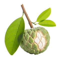 Custard apple on branch with green leaves
