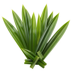 Pandan leaves isolated on black background