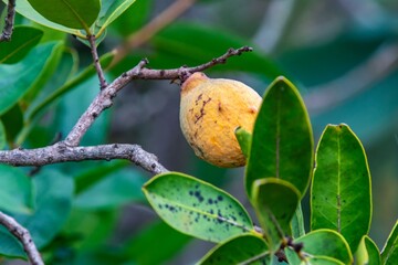 Wild fruits of the Cerrado bacupari, or bacuparizão, Garcinia gardneriana, Tontelea micrantha, Capiruçu. Edible and very tasty fruit. Exotic fruit