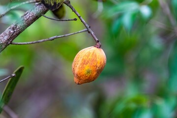 Wild fruits of the Cerrado bacupari, or bacuparizão, Garcinia gardneriana, Tontelea micrantha, Capiruçu. Edible and very tasty fruit. Exotic fruit